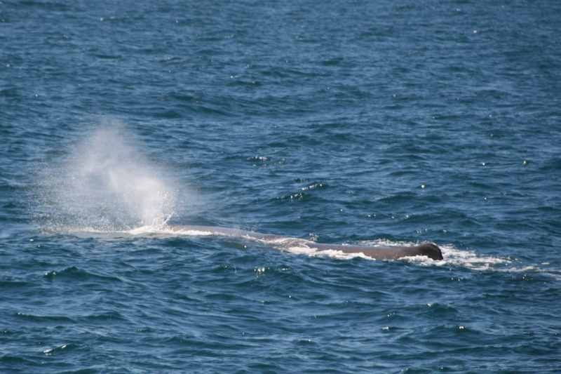 Nieuw-Zeeland 2011 - 1254